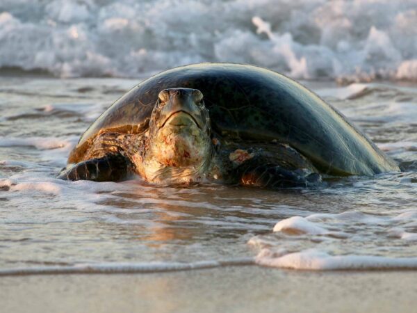 Exmouth Adventure Co - Sea Kayak Ningaloo Reef | Snorkel Tours